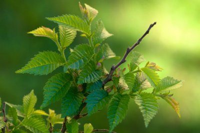 Ulmus x elegantisima 'Jacqueline hillier' - jilm jemný - listy jaro